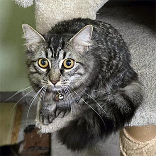 Narcissa
