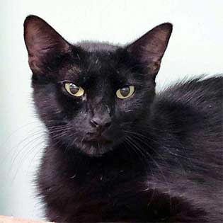 Mimi