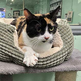 Miss Kitty Fantastico