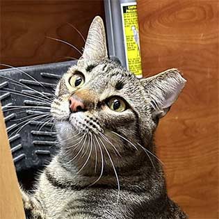 Tobias